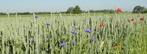 Weizenfeld mit Klatschmohn und Kornblumen